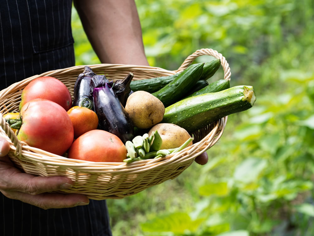 自家栽培の野菜